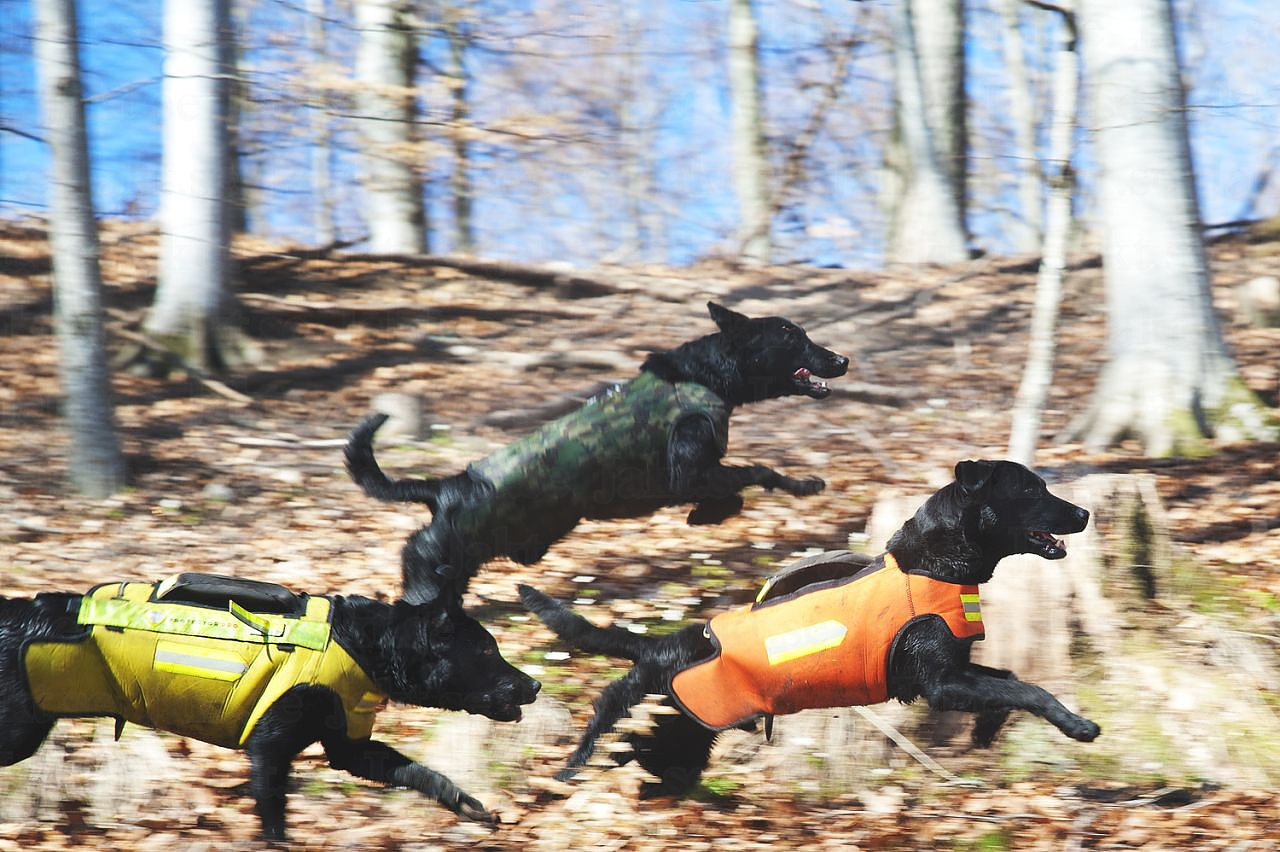 Skyddsväst hund bäst i test